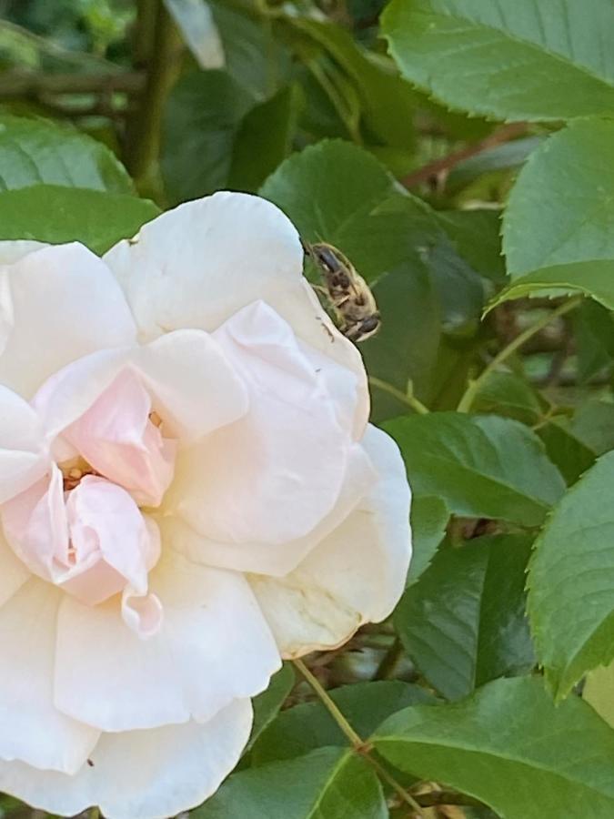 Studio Bienvenue Du Cote De Chez Nous Avec Jardin Privatif Wignehies Екстериор снимка