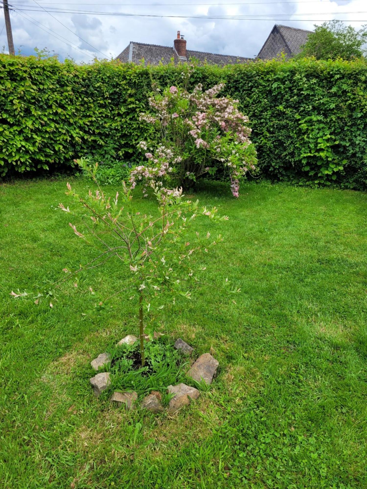 Studio Bienvenue Du Cote De Chez Nous Avec Jardin Privatif Wignehies Екстериор снимка